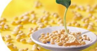 The Benefits of Soybean or What We Should Eat to Ward Off Cancer Risk