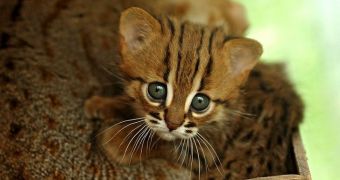 The Berlin Zoo shows off its new rusty-spotted cats