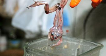 A skinned frog is put into the blender