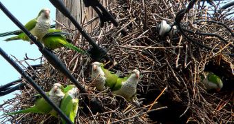 One of the newest city birds in the US is exotic: the monk parakeet (Myiopsitta monachus)
