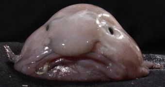 The blobfish is crowned the world's ugliest animal