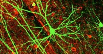 Neurons in regions of the frontal cortex can store bits of memory for up to a minute