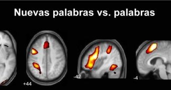 Direct fMRI comparison between Spanish words and new words. The bigger activation corresponds to the new words