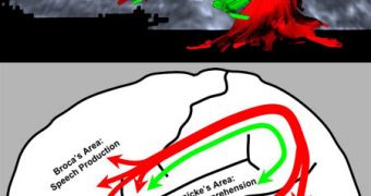 The arcuate fasciculus (red and green) in MRI image above and schema below