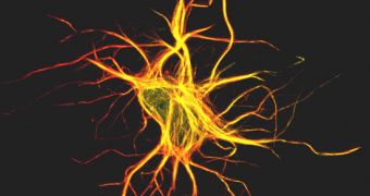 Neurons need to keep a steady pace in order to function at peak capacity
