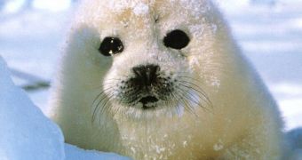 The Canadian Seal Hunt Is Now Officially Open