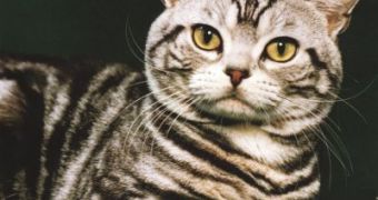 The Cat Did It: Eczema Trouble