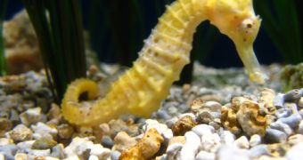 Chinese traditional medicine now argued to bring seahorses close to extinction