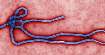 Study finds the Ebola virus has undergone several mutations