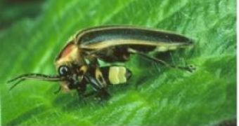 Females of Photuris fireflies get their next meal by eavesdropping on the bioluminescent courtship signals broadcast by other fireflies