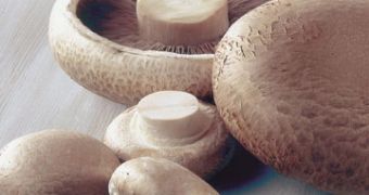 Mushrooms are one of the best super foods out there