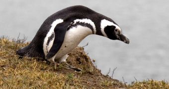 Researchers can't explain why 700 Magellanic penguins were found dead in the last month alone