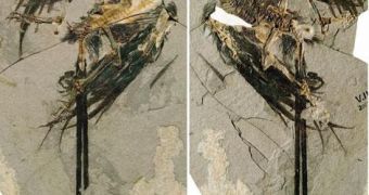 The Earliest Toothless Bird: 131 Million Years Old