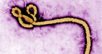 The Ebola Virus Is Actually a Pretty Cool Little Fellow