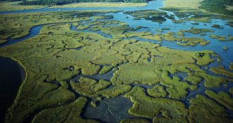 The Effects of Oil Contamination on the Florida Everglades