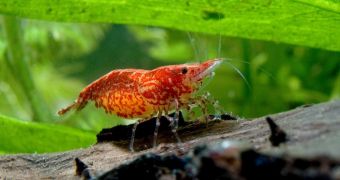 Since the red shrimp is an endangered species because of the continuous loss of its unique habitat, scientists would better start finding out all there is to know about it before it becomes extinct.