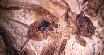 Fossilized crickets evolved ears before there were any predators around