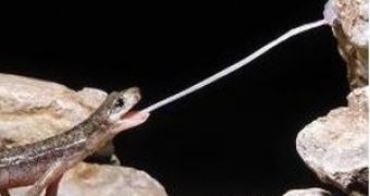 Bolitoglossa salamander in action
