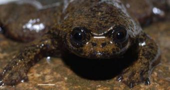 The Kalimantan jungle toad (Barbourula kalimantanensis)