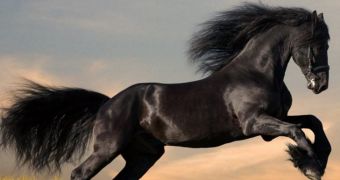 Researchers say the horse family emerged 4 million years ago