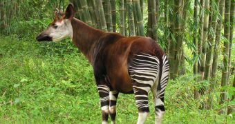 The IUCN says the okapi is now an endangered species