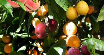 The Fruit Salad Tree Grows Six Different Fruits at the Same Time