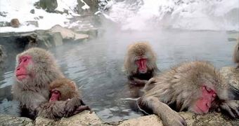 Japanese macaques (Macaca fuscata) soak in a natural hot spring in the Shiga Highland, near Nagano, Japan