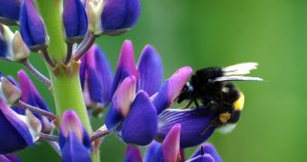 This is the lupin flower and we could one day be feeding on it just like the bee in the picture.