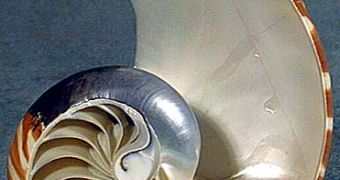Nautilus shell, an example of golden angle in nature