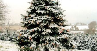 The Greenest Christmas Tree
