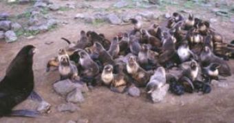 Harem of northern fur seal. The male is bigger, darker in the left
