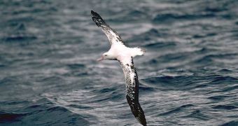 Wandering albatross (Diomedea exulans) gliding over the sea