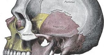The current shape of our skull originate in the diet our ancestors had to get used to