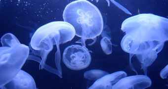 The moon jellyfish is an incredibly efficient swimmer, researcher says