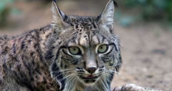 Researchers fear the Iberian lynx will go extinct despite efforts to safeguard the species