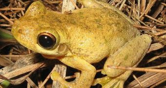 Irish frogs were able to tough out the last Ice Age