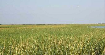 NSF-funded scientists are studying the effect of oil and dispersants on Louisiana salt marshes