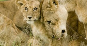 Even lion cubs are being auctioned and sold online, in various private chat rooms