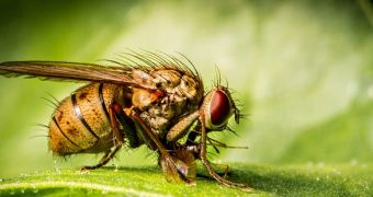 Lab-made flies age slower, live longer