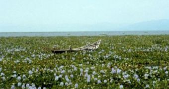 Infestation with water hyacinth (Eichornia crassipes)