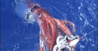 The moment of the capture of the colossal squid in February 2007