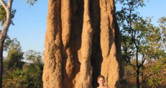 Termite mound on Australia