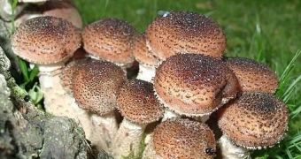 The mushrooms of Armillaria ostoyae