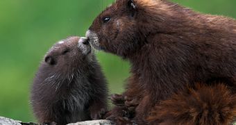 Vancouver Island marmots "kissing"
