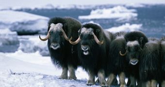 Musk oxen taking position when attacked by wolves