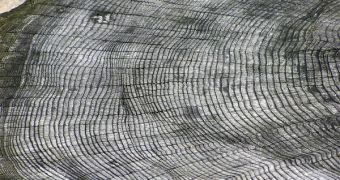 Growth rings on a tree