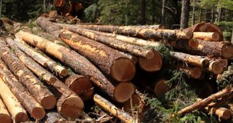 Illegal operations account for 70-74% of Congo's logging industry
