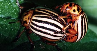 Mating Colorado beetles (Leptinotarsa decemlineata)