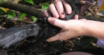 The Mariana Crow – Another Endangered Species