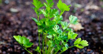 Compound found in parsley might help fight cancer